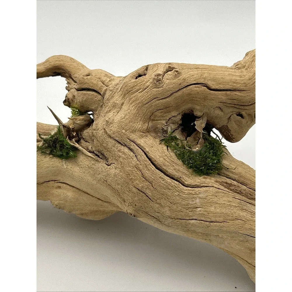 Nature Scapes Grapewood reptiles Or Airplants‎ 14x6 natural stump decor